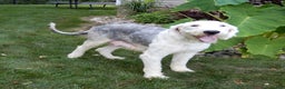 Sheepadoodle dogs for sale: Thunder - Ad 6