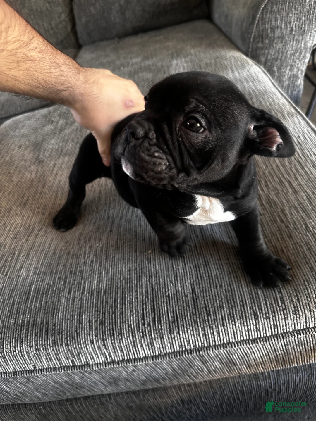 Mixed Breed dogs for sale: all black, white chest bully - Ad 2