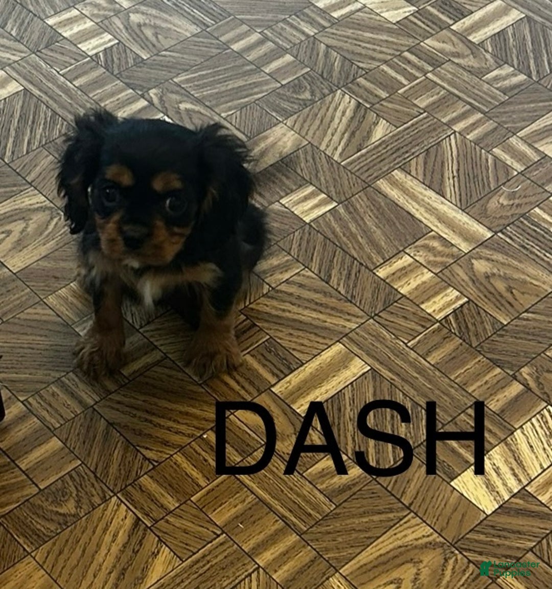 Cavalier King Charles Spaniel dogs for sale: Cavalier King Charles Spaniel Puppy 3 - Ad 1