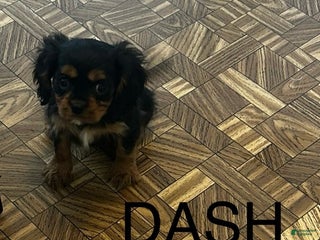 Cavalier King Charles Spaniel dogs Cavalier King Charles Spaniel Puppy 3 - Ad 20