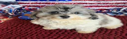 Cockapoo dogs for sale: Buttons - Ad 1
