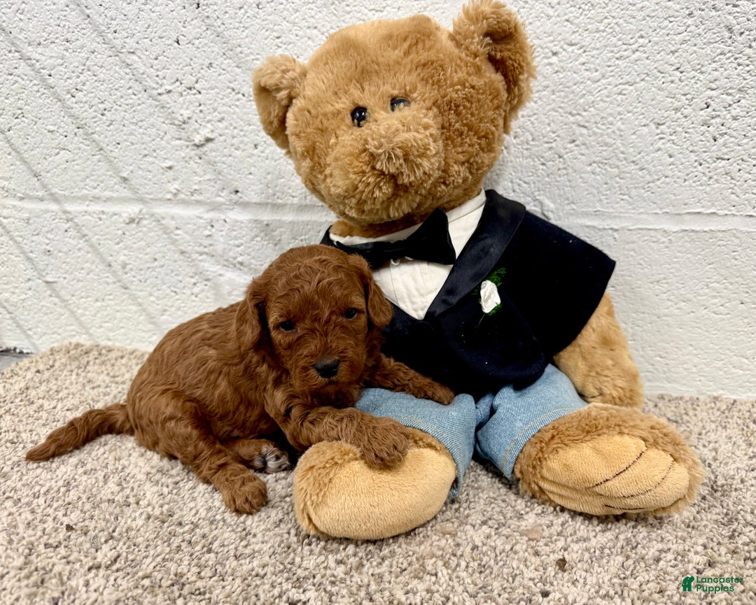 Mini Goldendoodle dogs for sale: Jazzy - Ad 3