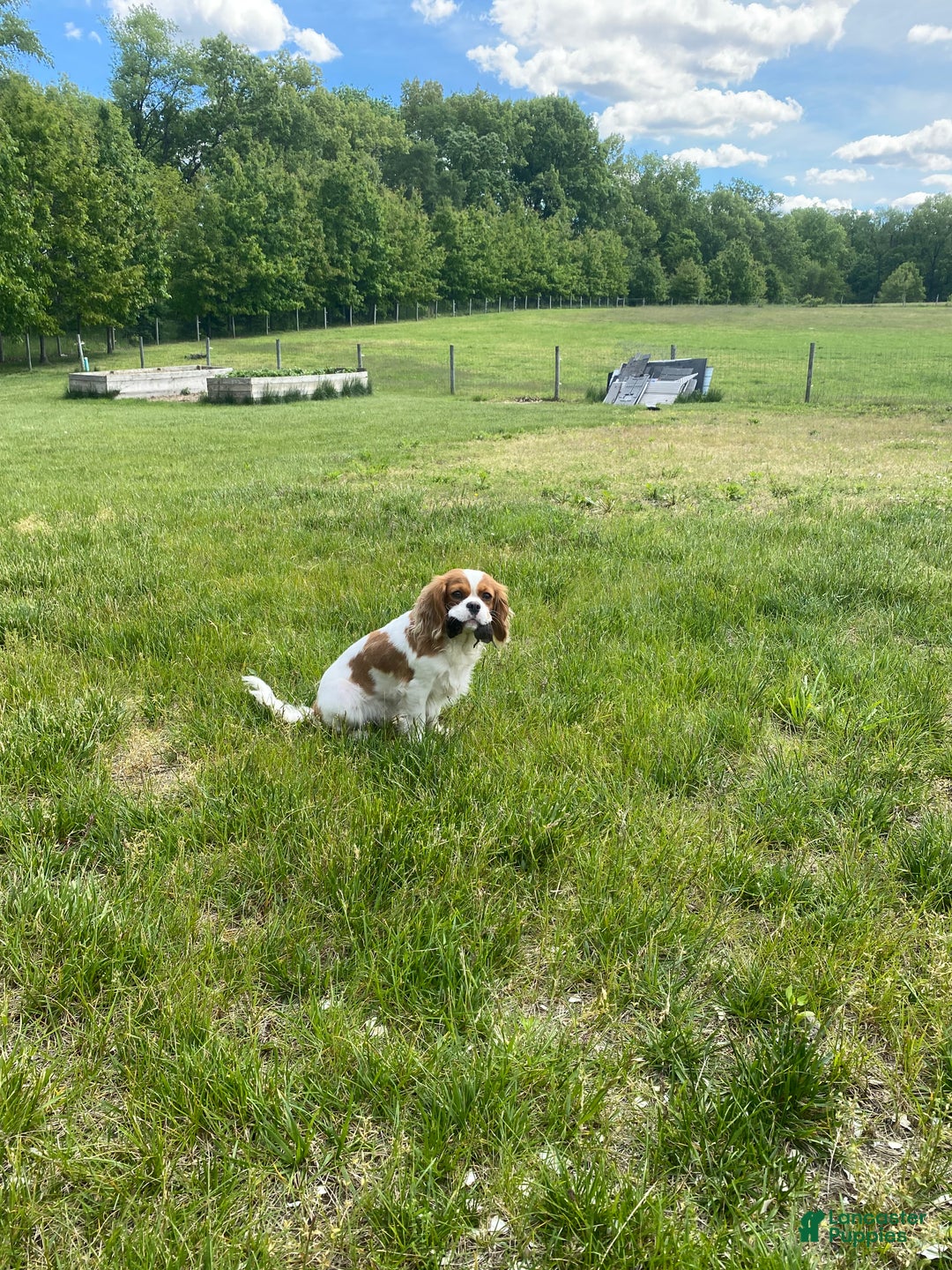 Cavalier King Charles Spaniel dogs for sale: Sally - Ad 2