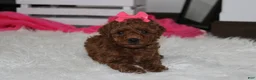 Miniature Poodle dogs for sale: Sally - Ad 1