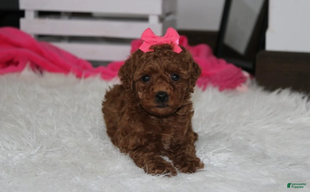 Miniature Poodle dogs for sale: Sally - Ad 1
