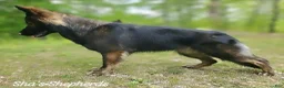German Shepherd dogs for sale: Dark Sable - Ad 9
