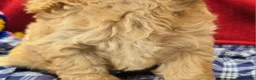 Cockapoo dogs for sale: Knotty - Ad 12