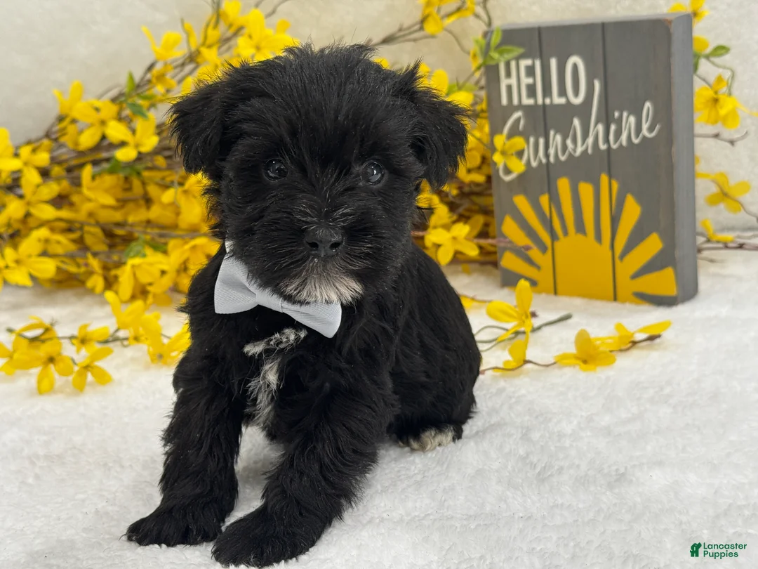 Miniature Schnauzer dogs for sale: Nova Male 3 - Ad 2