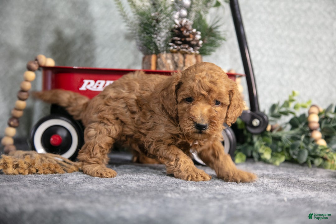 Mini Goldendoodle dogs for sale: Vincent - Ad 3