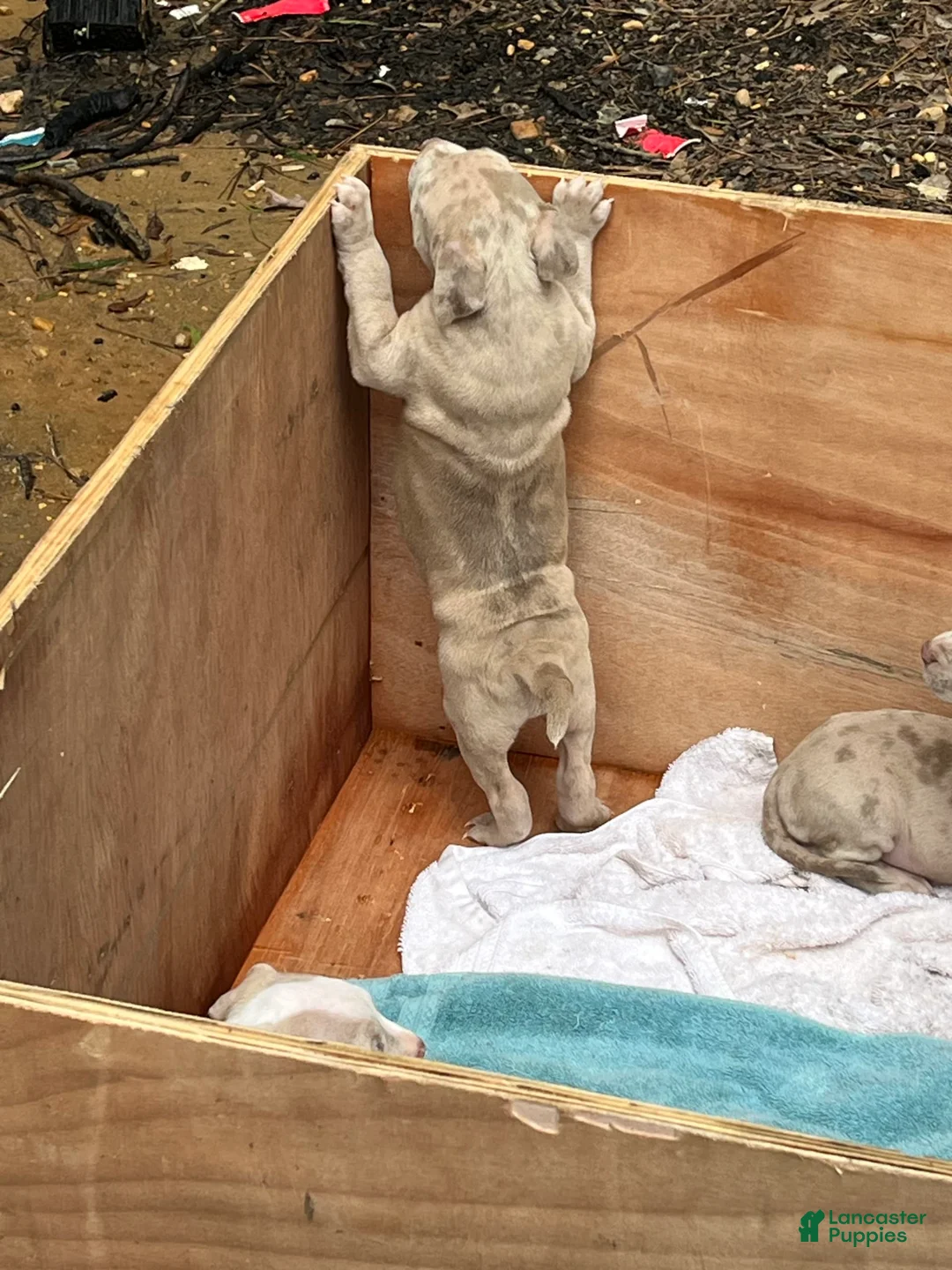 Gallery Image {{count}}