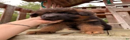 German Shepherd dogs for sale: Zeus - Ad 9