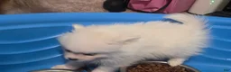 Pomeranian dogs for sale: Pomeranian Puppy 1 - Ad 2