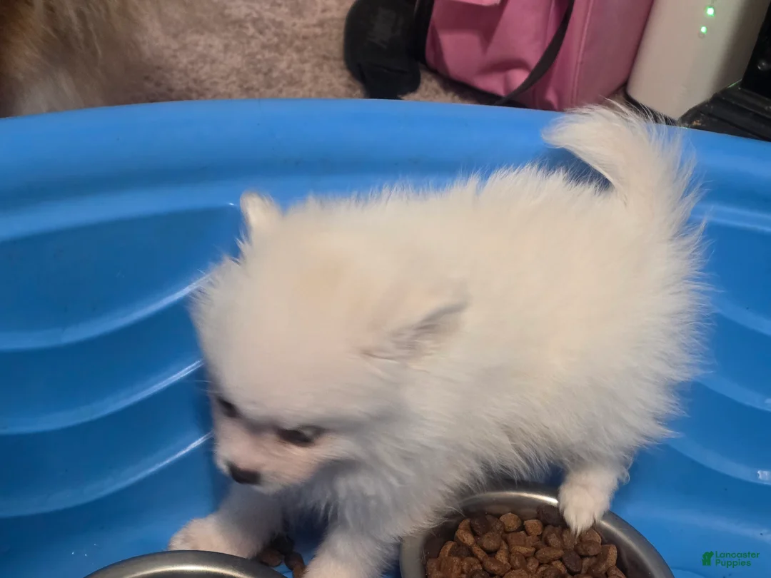 Pomeranian dogs for sale: Pomeranian Puppy 1 - Ad 2