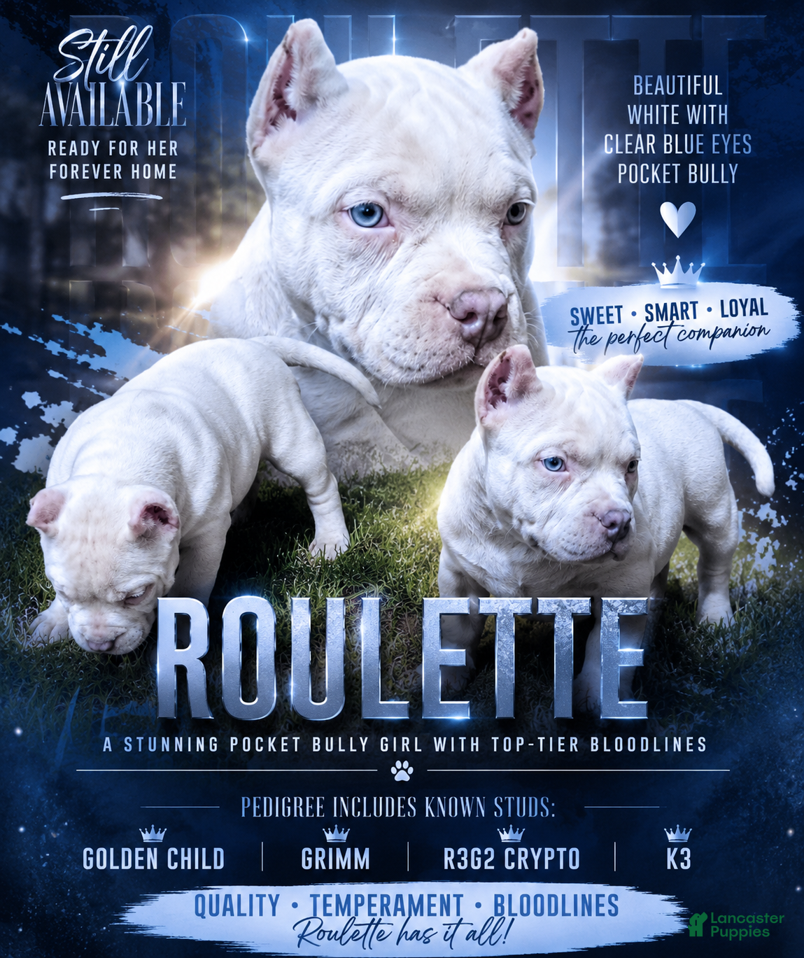 American Bully dogs Vegas - Ad 2