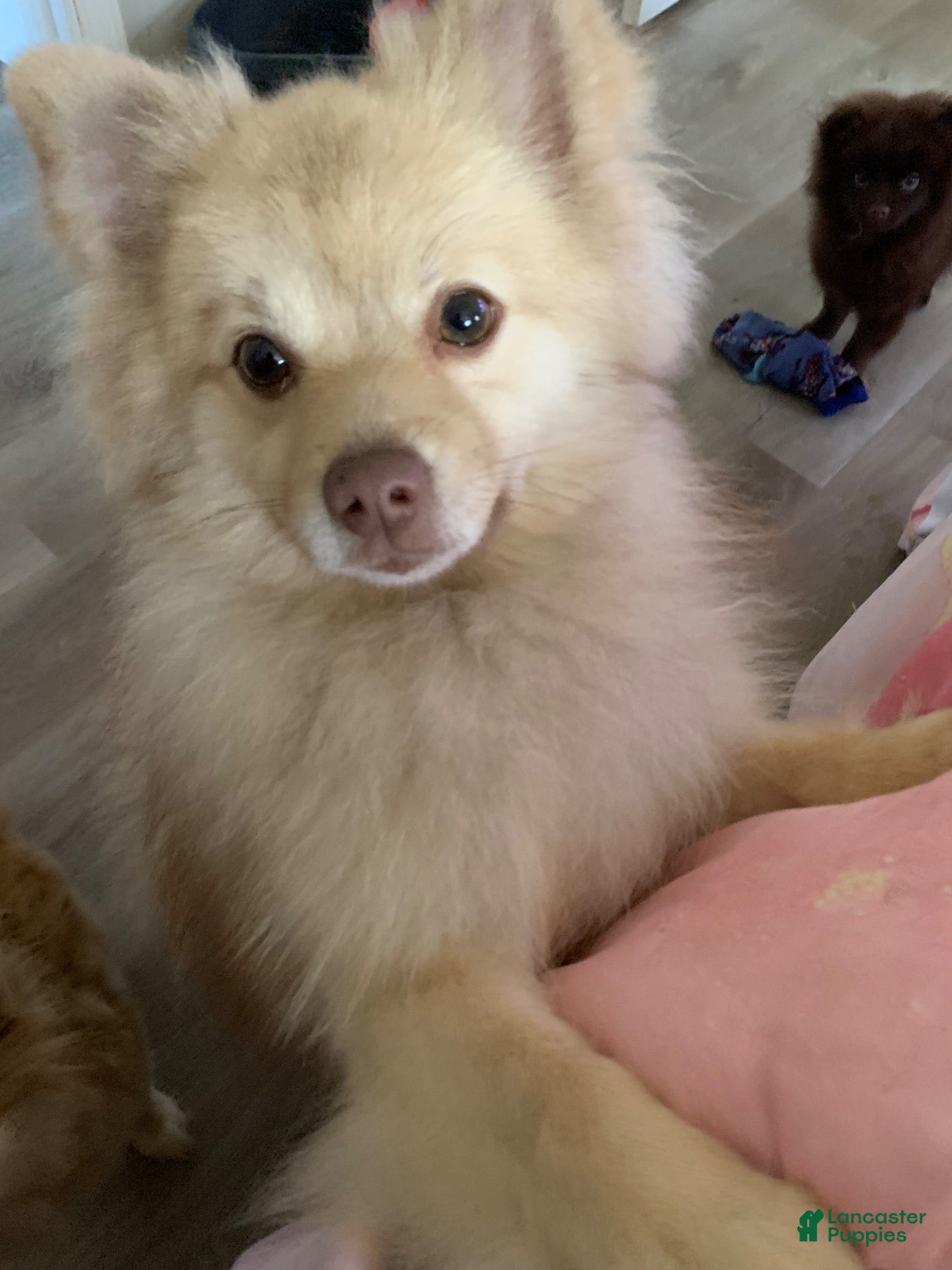 Pomeranian dogs for sale: Pomeranian 1 - Ad 2
