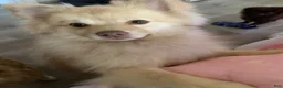 Pomeranian dogs for sale: Pomeranian 3 - Ad 2