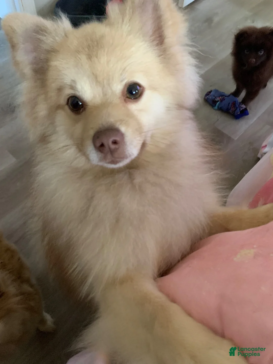 Pomeranian dogs for sale: Pomeranian 3 - Ad 2