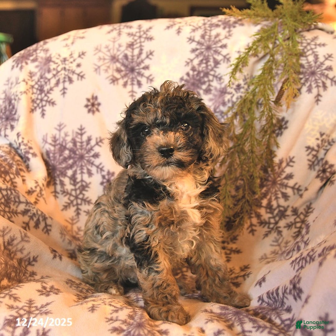 Miniature Poodle dogs for sale: Alaska  - Ad 2