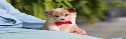 Mixed Breed dogs for sale: Milo - Ad 6