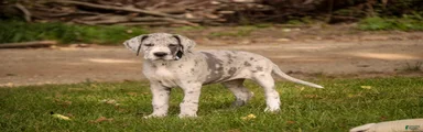Beulah Great Dane 