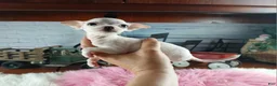 Chihuahua dogs for sale: Vanillas tiny white teacup girl. Hand Delivery  - Ad 1