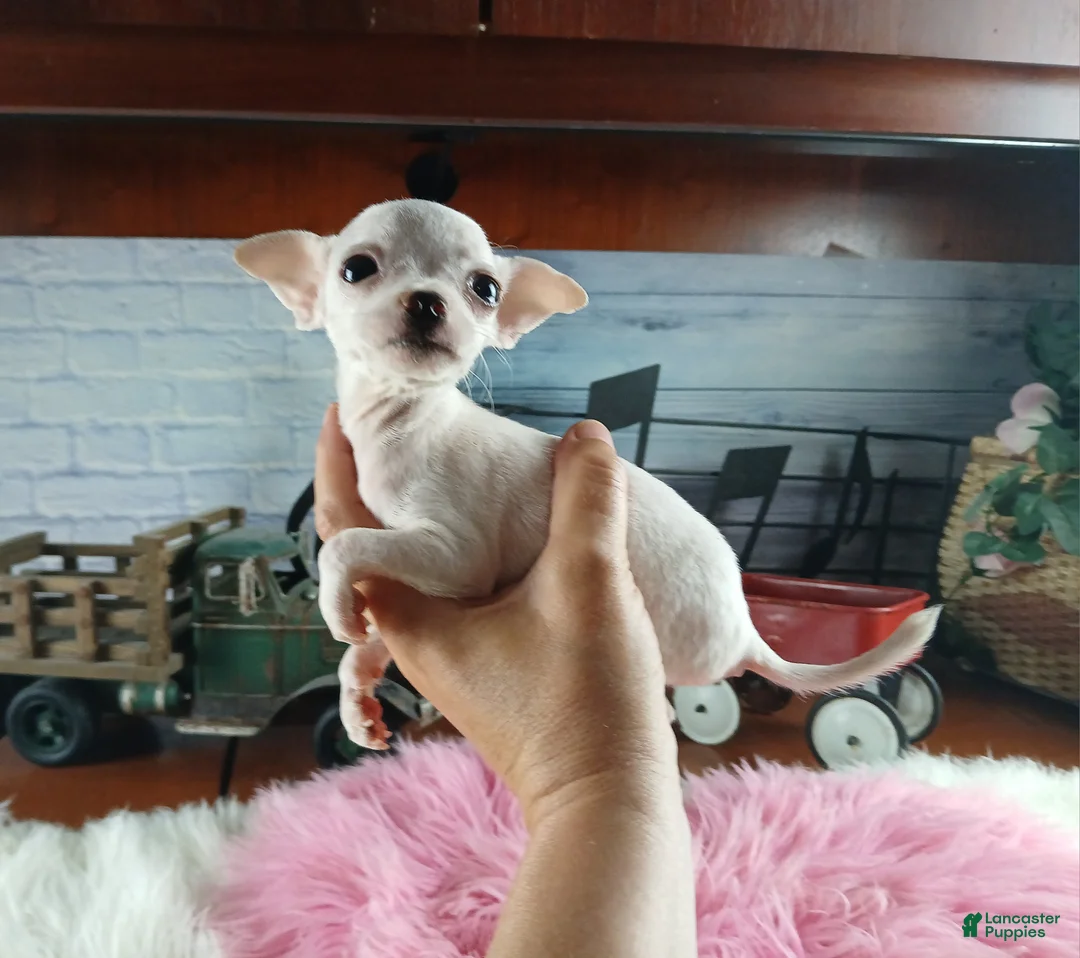 Chihuahua dogs for sale: Vanillas tiny white teacup girl. Hand Delivery  - Ad 1