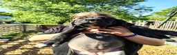 Cane Corso dogs for sale: Cane Corso 1 - Ad 2