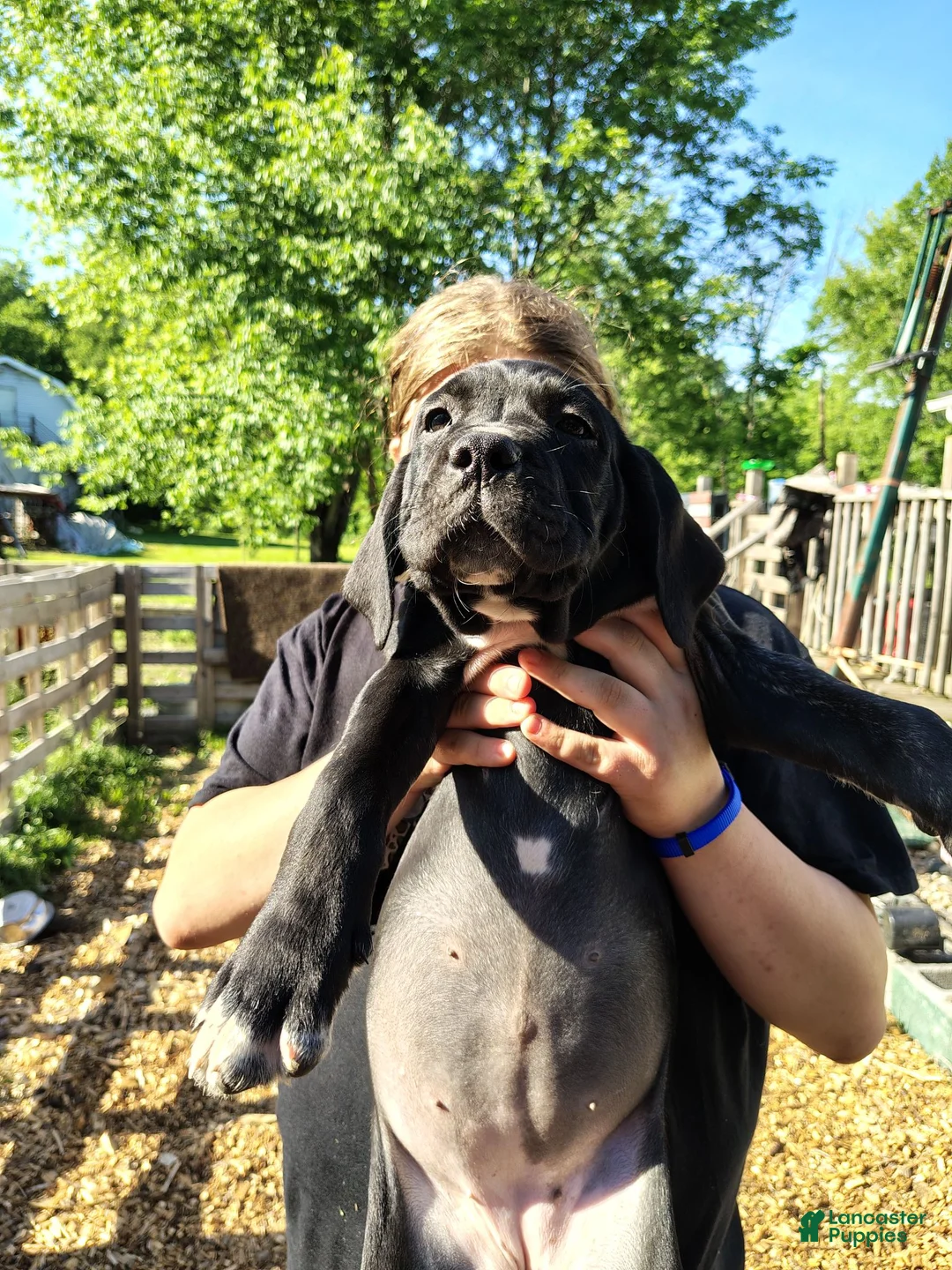 Cane Corso dogs for sale: Cane Corso 1 - Ad 2