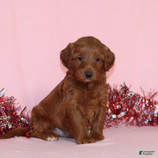 Mini Goldendoodle dogs Arlo - Ad 2
