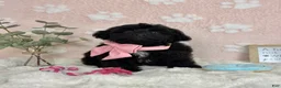 Mini Bernedoodle dogs for sale: Little Bambi - Ad 4