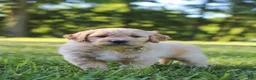 Mixed Breed dogs for sale: Jasper - Ad 6