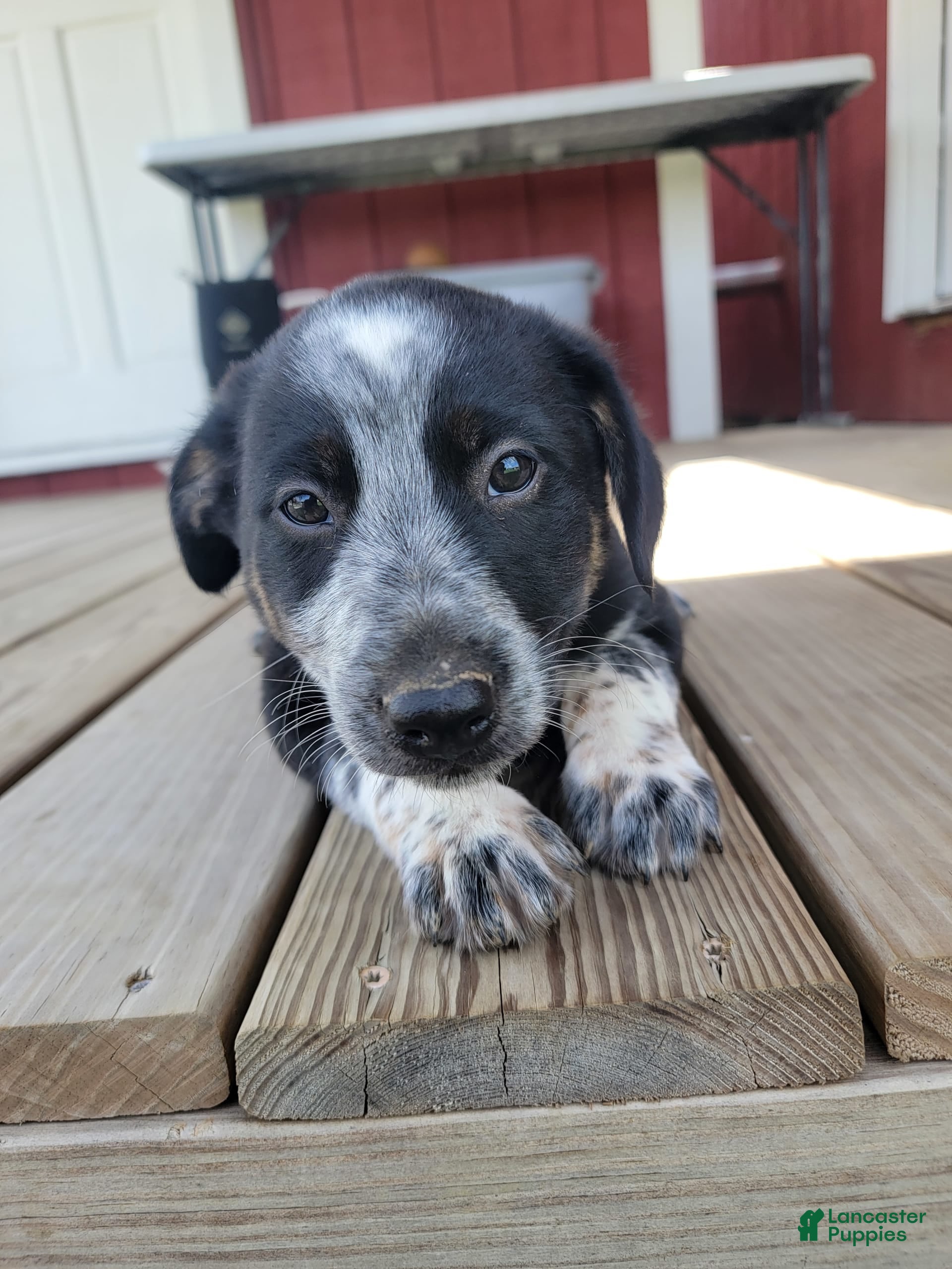 Lab Australian Cattle Dog Puppies for sale Lancaster Puppies