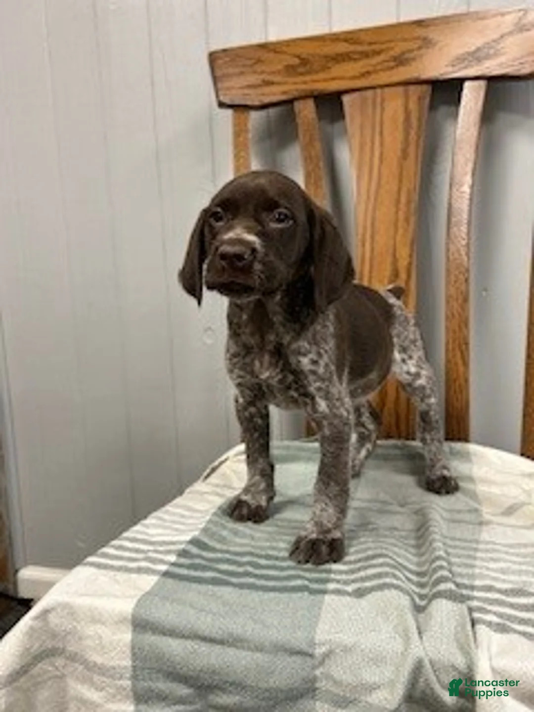 German Shorthaired Pointer dogs for sale: Willow - Ad 2