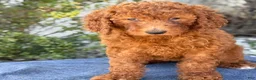 Goldendoodle dogs for sale: Avery - Ad 13