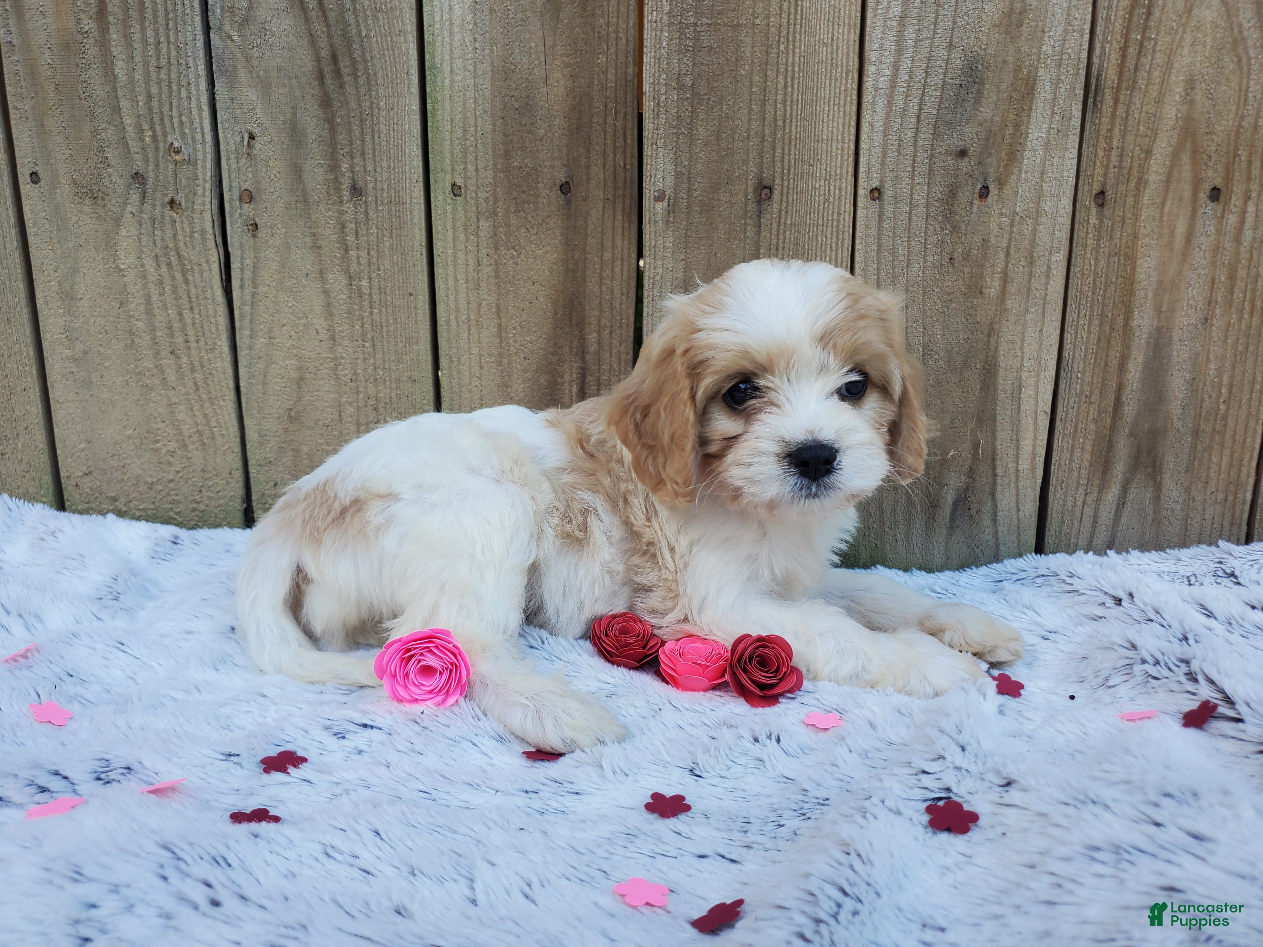 Cavachon dogs Blossom - Ad 2