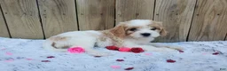 Cavachon dogs for sale: Blossom - Ad 2