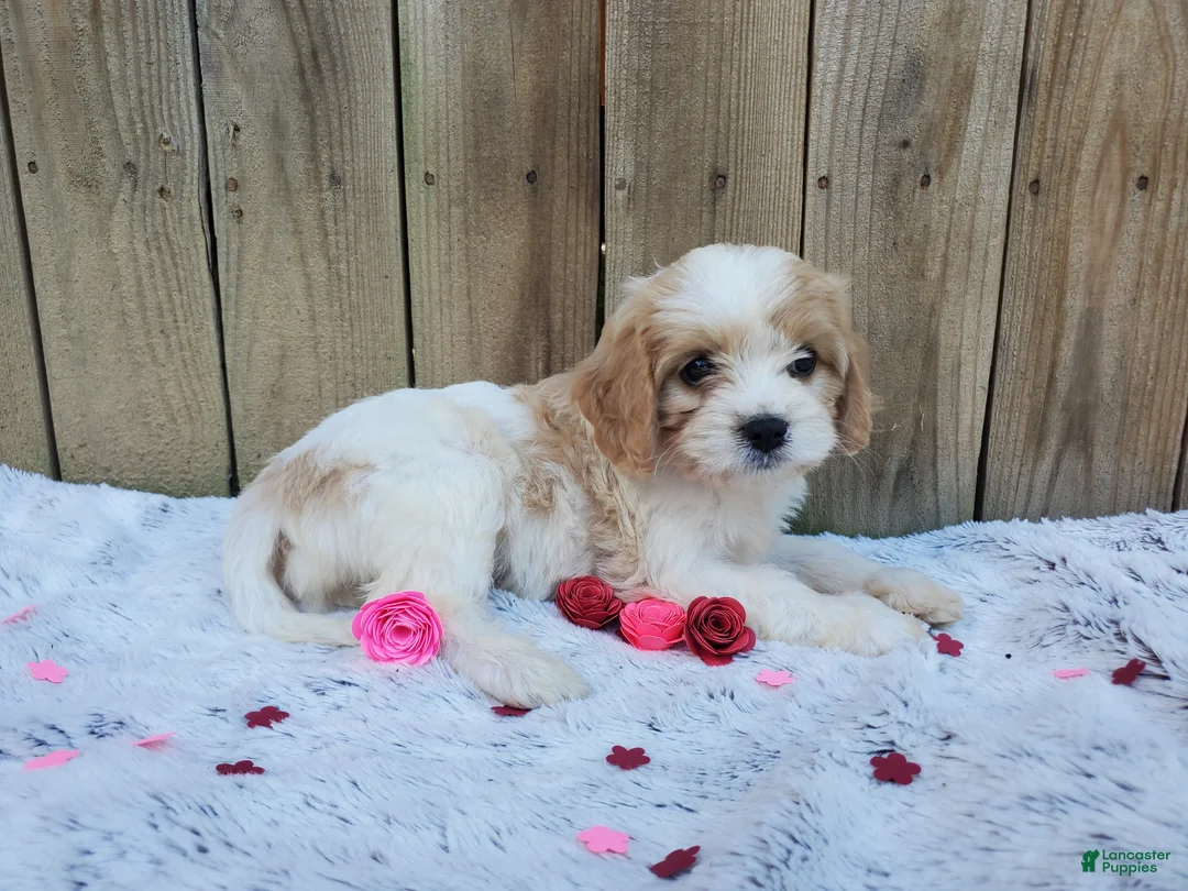Cavachon dogs for sale: Blossom - Ad 2