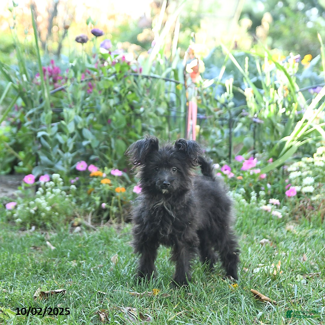 Pomapoo dogs for sale: Lil Scottie - Ad 10