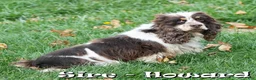 Cocker Spaniel dogs for sale: Bella - Ad 8