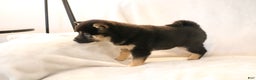 Shiba Inu dogs for sale: Sophie  - Ad 3