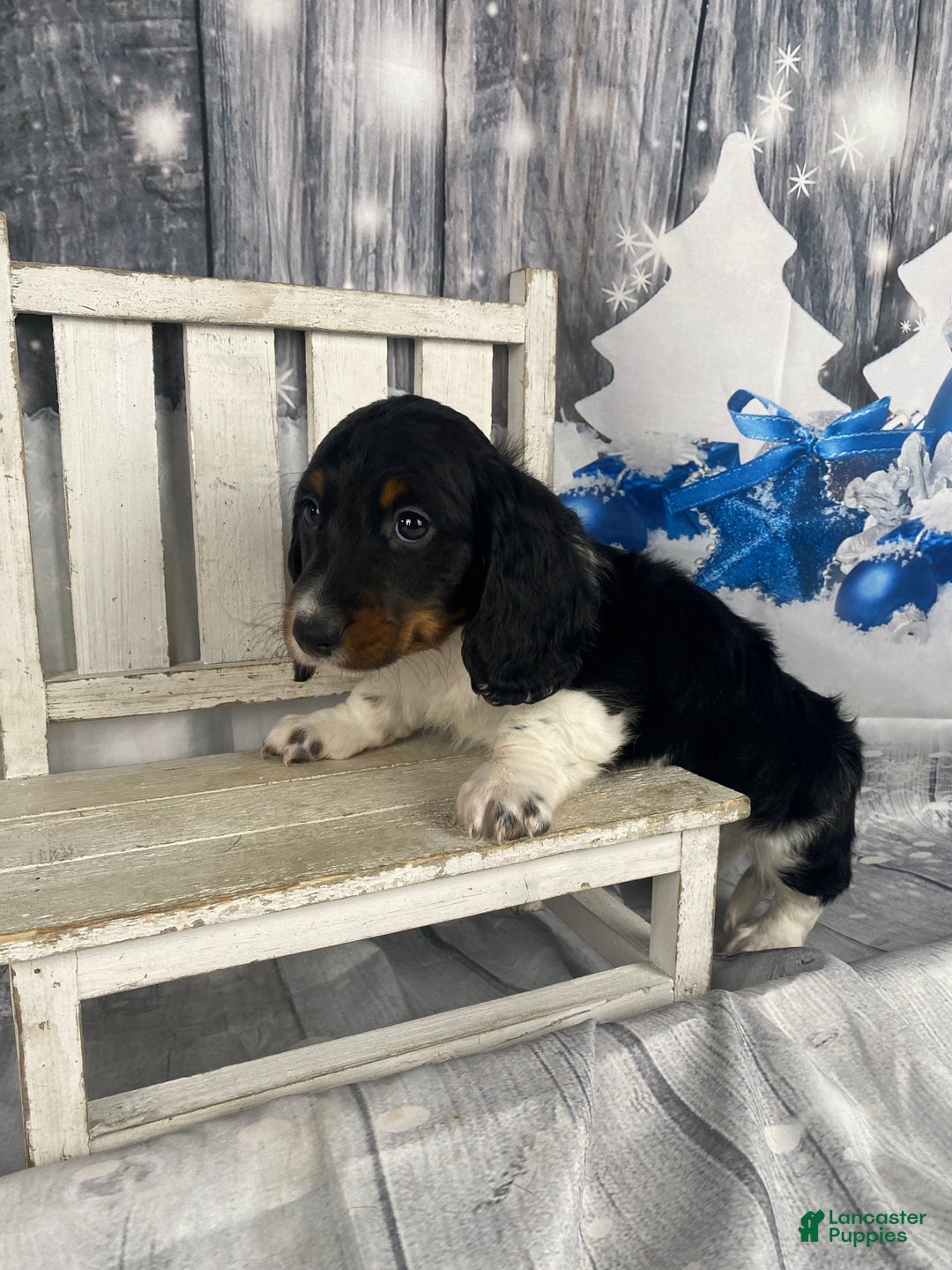 Miniature Dachshund dogs for sale: Oscar - Ad 6