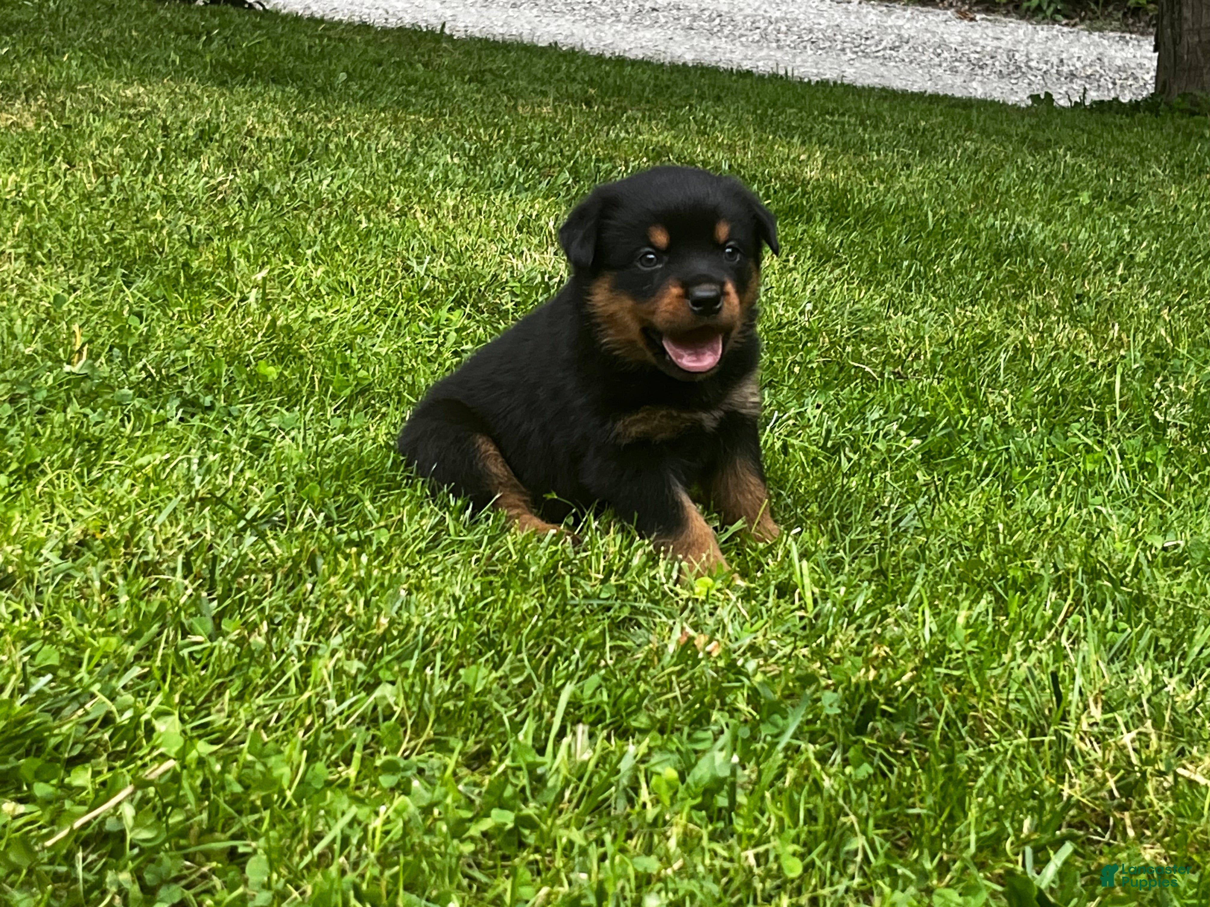 Rottweiler dogs Victor - Ad 1