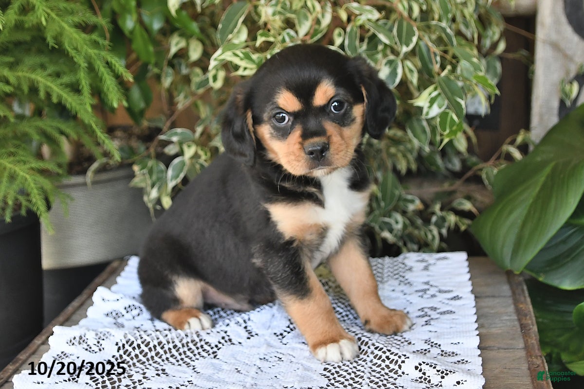 Mixed Breed dogs Rocky - Ad 5