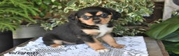Mixed Breed dogs for sale: Rocky - Ad 1