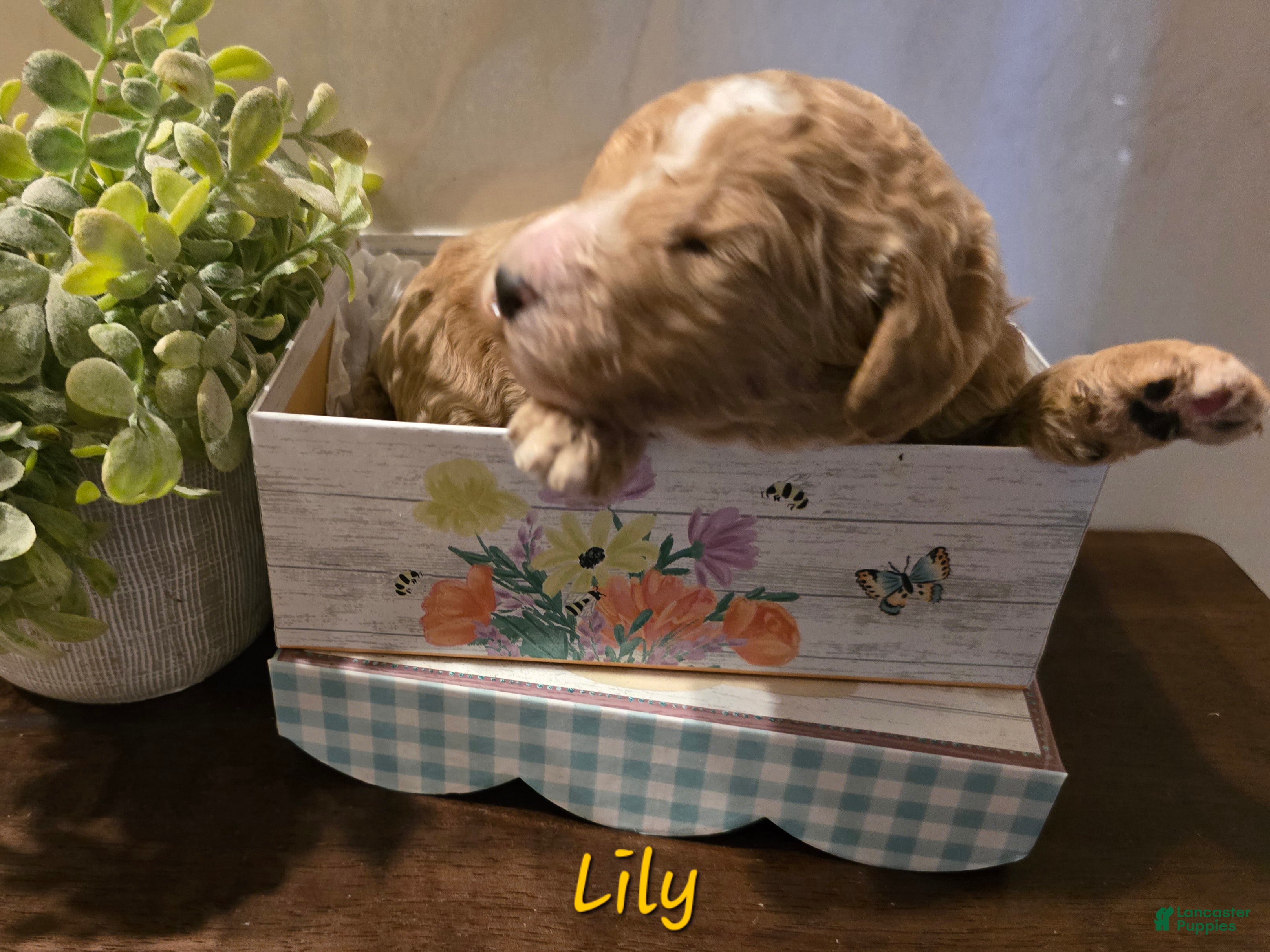 Goldendoodle dogs Goldendoodle Puppy 4 - Ad 27