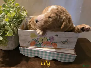 Goldendoodle dogs Goldendoodle Puppy 4 - Ad 27