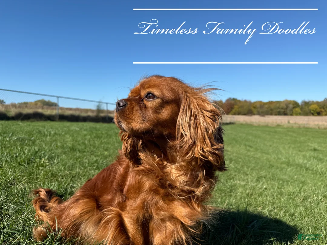 Cavapoo dogs for sale: Pluto - Ad 2