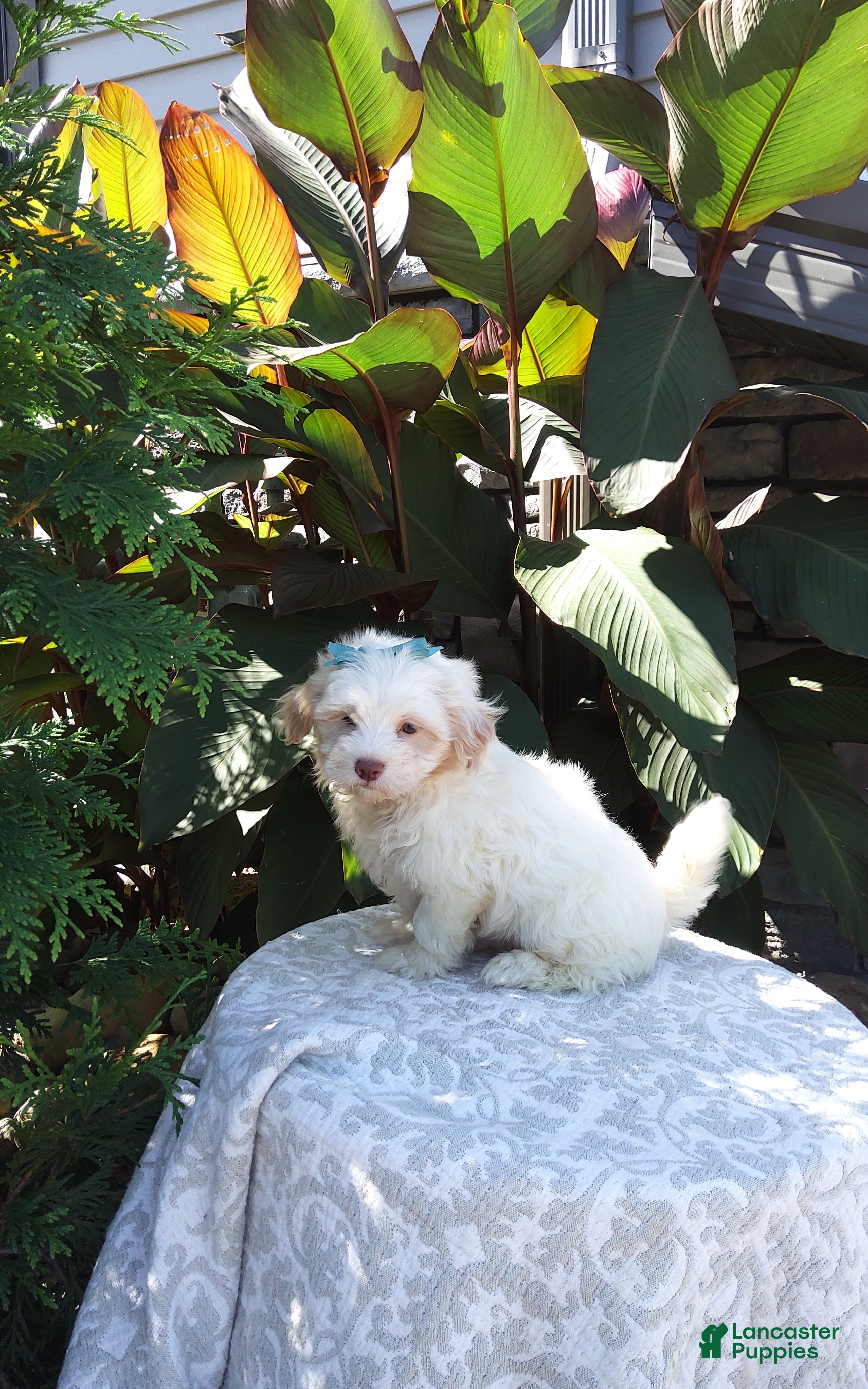 Havanese dogs Ranger  - Ad 2