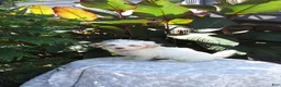 Havanese dogs for sale: Ranger  - Ad 2
