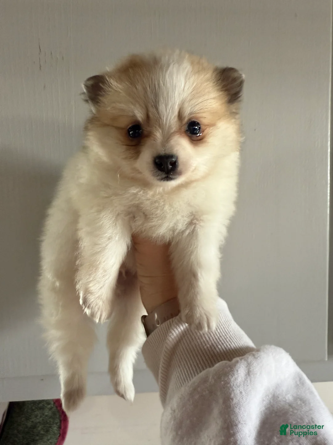 Pomeranian dogs for sale: Russel - Ad 4